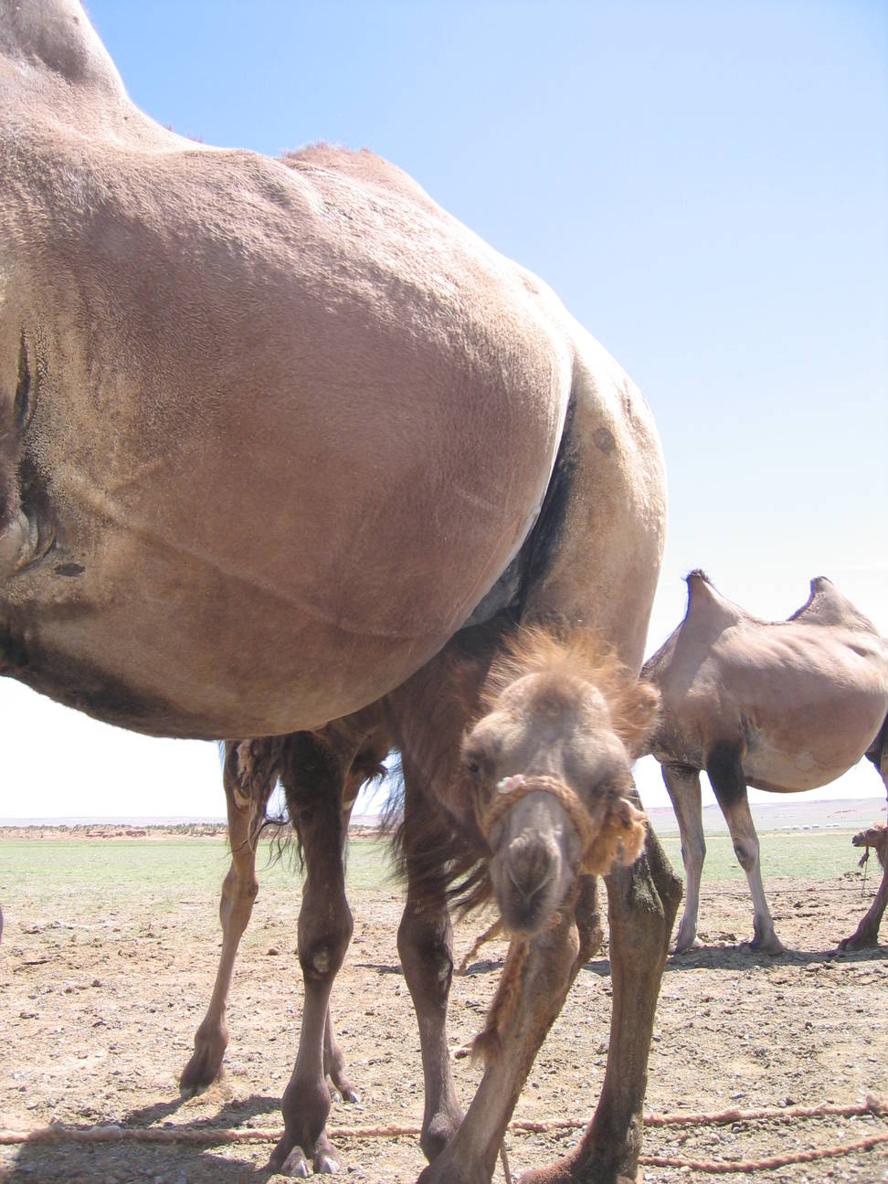 Kamelz&uuml;chter 21