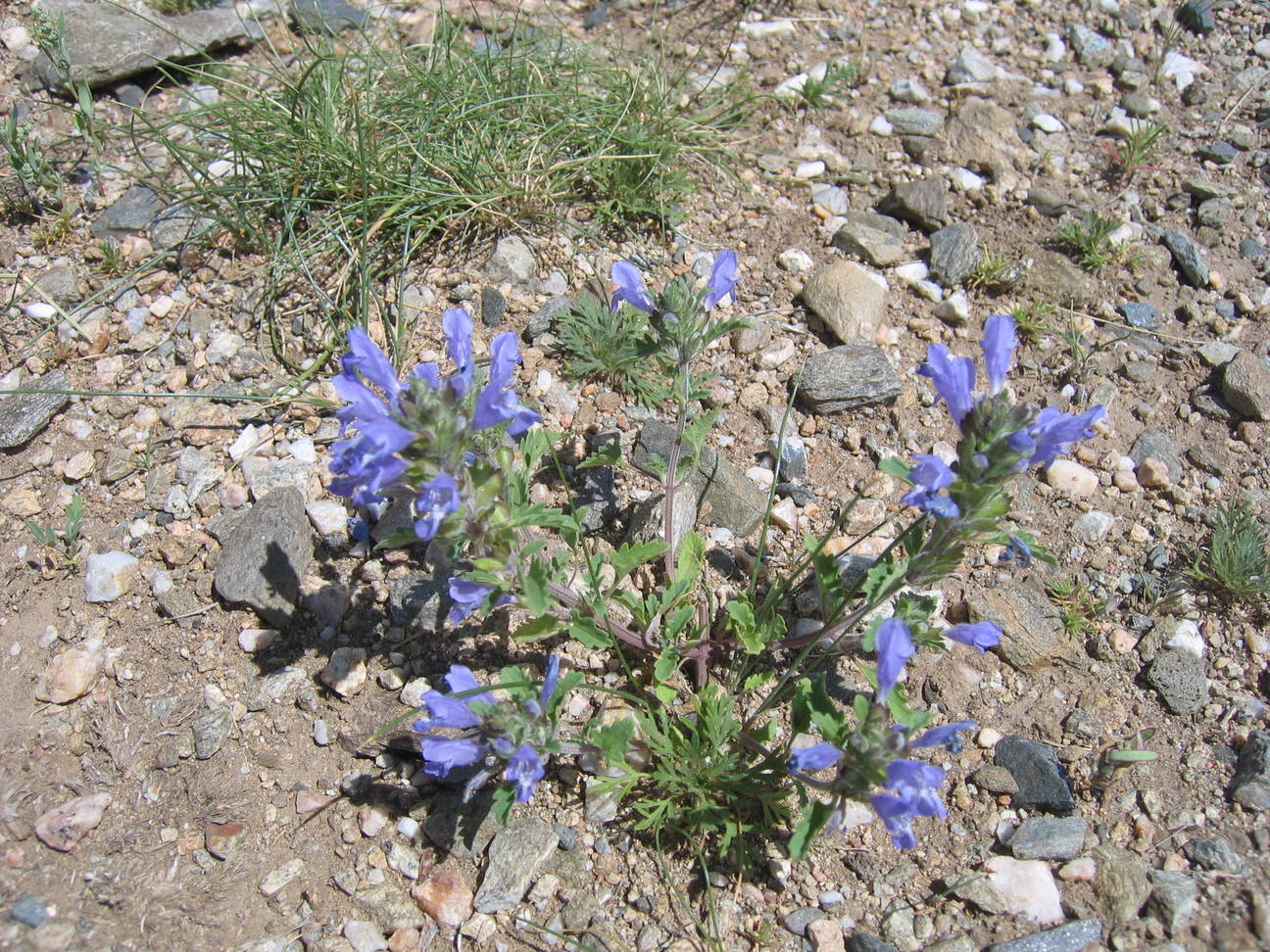 Fahrt zum Pferdez&uuml;chter 51