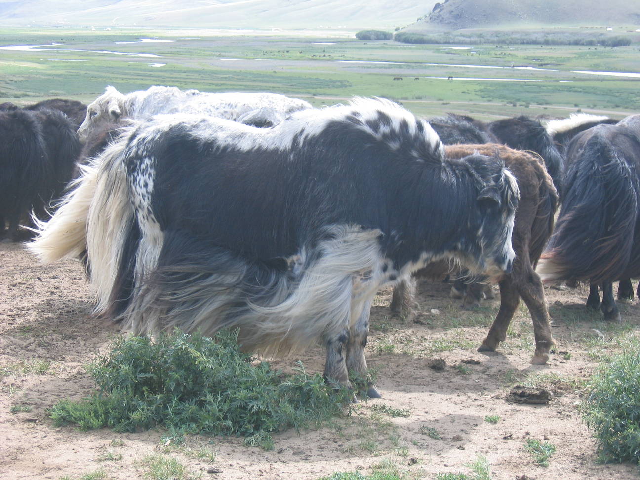 Yakz&uuml;chter 7