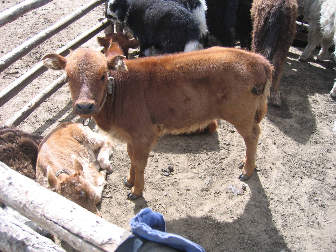 Yakz&uuml;chter 8
