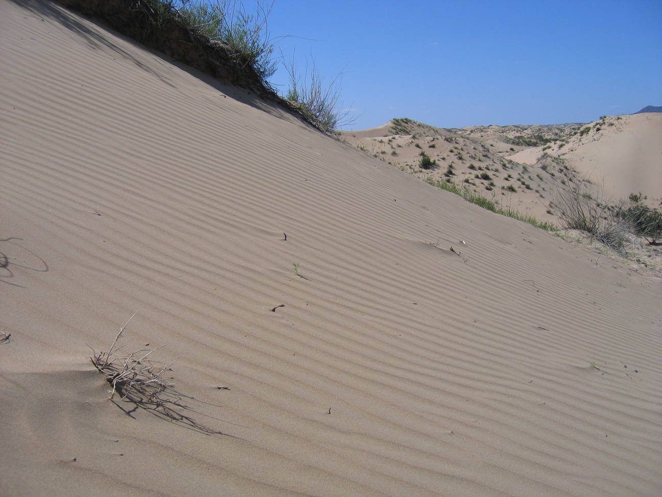 Sandd&uuml;ne Mogol els 41