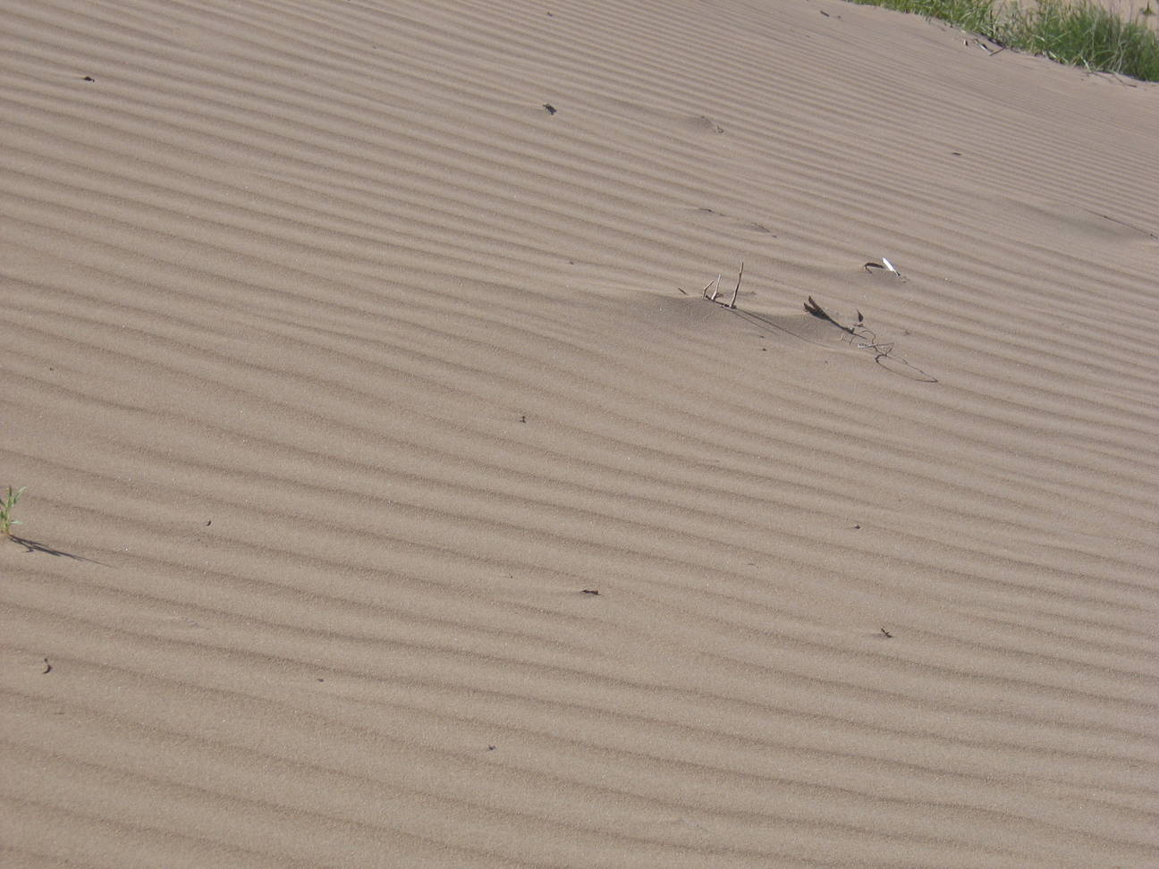 Sandd&uuml;ne Mogol els 42